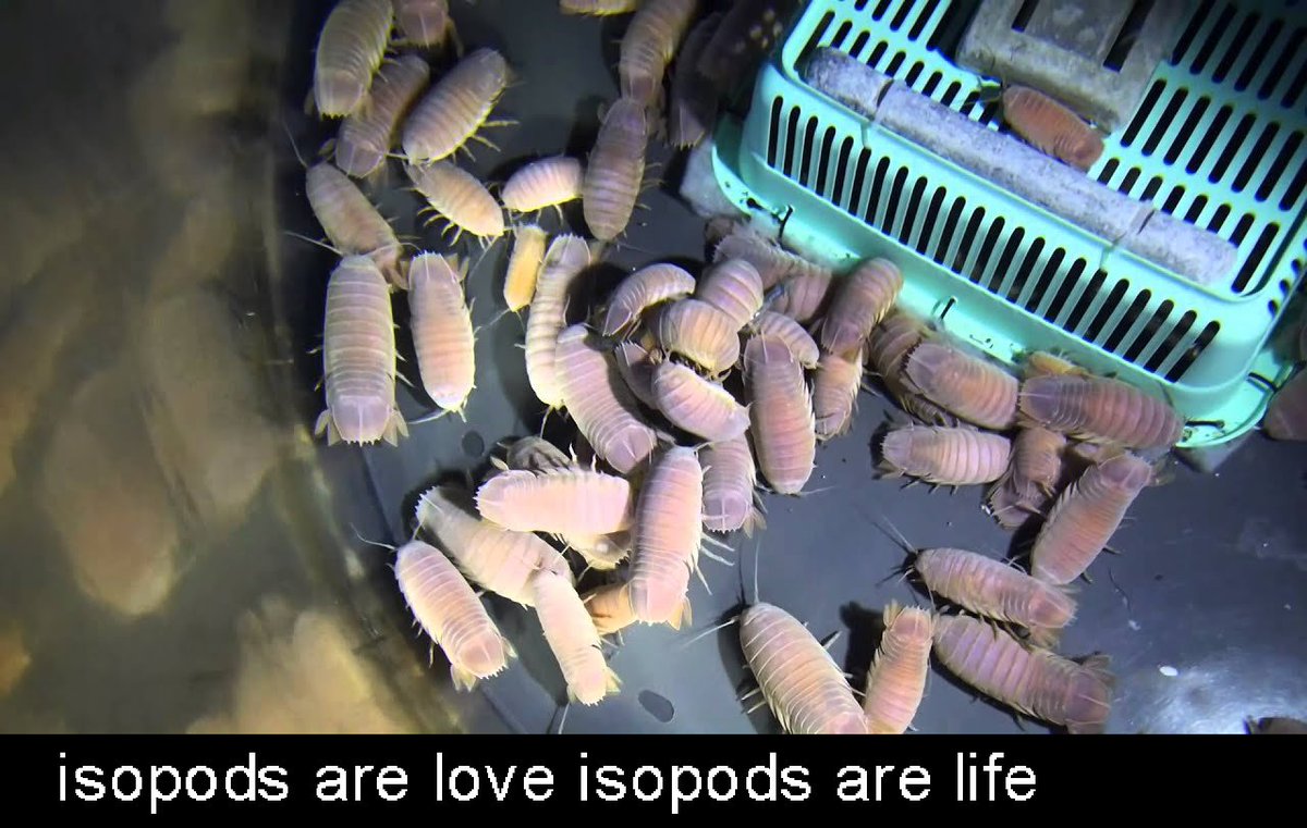 IsopodBot's tweet image. It's real isopod hours