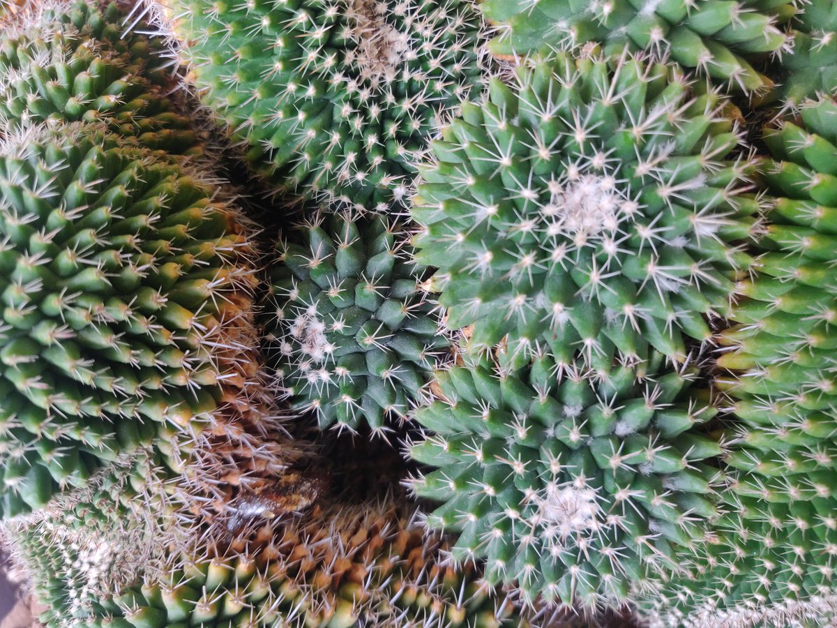 MHelquistWriter's tweet photo. SF Succulent Show https://t.co/WnF7YjaEF3