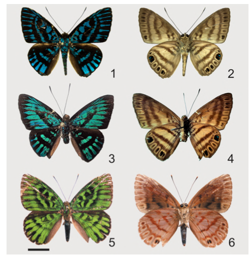 IndianaCristo's tweet photo. Santos et al (2023) A review of the South American metalmark genus Alesa Doubleday, 1847 (Lepidoptera: Riodinidae: Eurybiini) with the description of two new species. Zootaxa 5284 (1): 077–120
https://t.co/e8NrF55ueK https://t.co/Y2T01pDc4Q