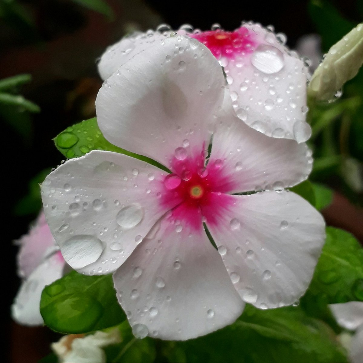 Rainy morning 🌹🌷
Beautiful people Happy Monday 
#Flowers #MorningVibes 
#BePositive #MyClick 
#TwitterNaturePhotography
#IndiAves #thephotohour #StormHour