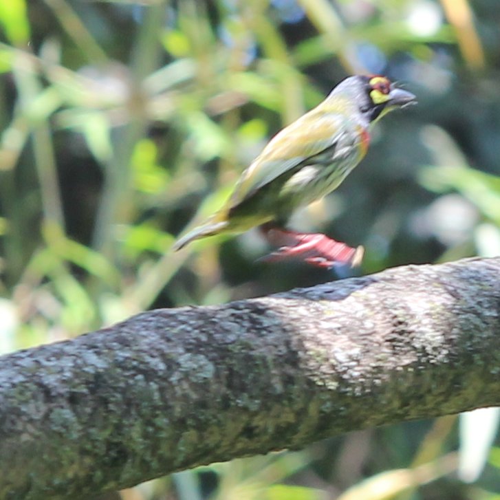 More photos from my May 9 visit to the little green oasis.
1. male #OrientalMagpieRobin
2 & 3. #RoseRingedParakeet
4. a jumpy little #CopperSmithBarbet
#birding #birdwatching #nofilter #wildlife #wildlifephotography #Nepal #NaturePhotography #wildlife #nofilter #birdwatching