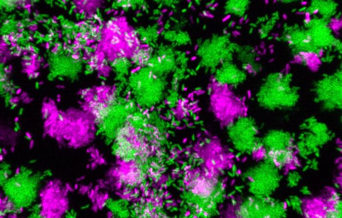 A Bacterial small RNA #sRNA That Regulates #Infection | 'This particular gene is not expressed in the standard lab environment very much, so it was striking to see these levels,' noted Dr Pengbo Cao.  buff.ly/3Nz2Ivw