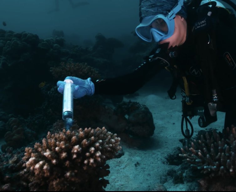 Attending the #APCRS23? 

If you’re interested in the effect of microbial therapies such as postbiotic (heat-killed cells) and probiotics (alive cells) on bleached corals, come to check my presentation today in Lecture Room 51 at 3:45 pm 🪸🧫👩🏼‍🔬