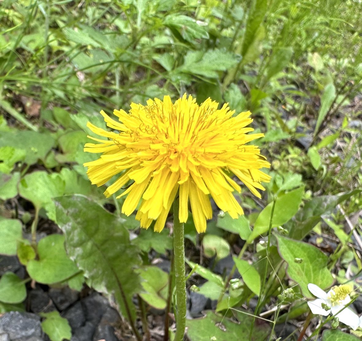 梅雨の晴れ間 -^-^ *･.° 🌼