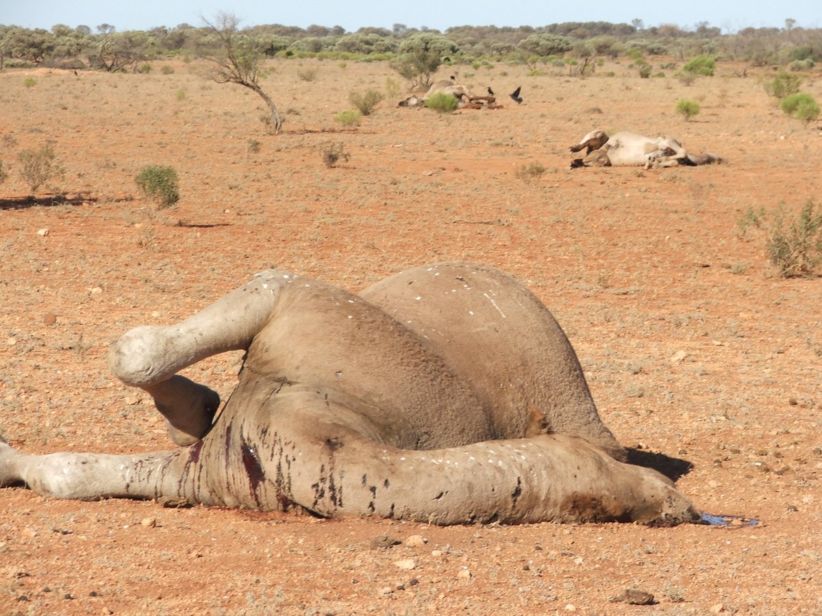 Paddymchugh3's tweet photo. The mindless slaughter to waste continues. There is an answer. https://t.co/SOjHs1UGjX