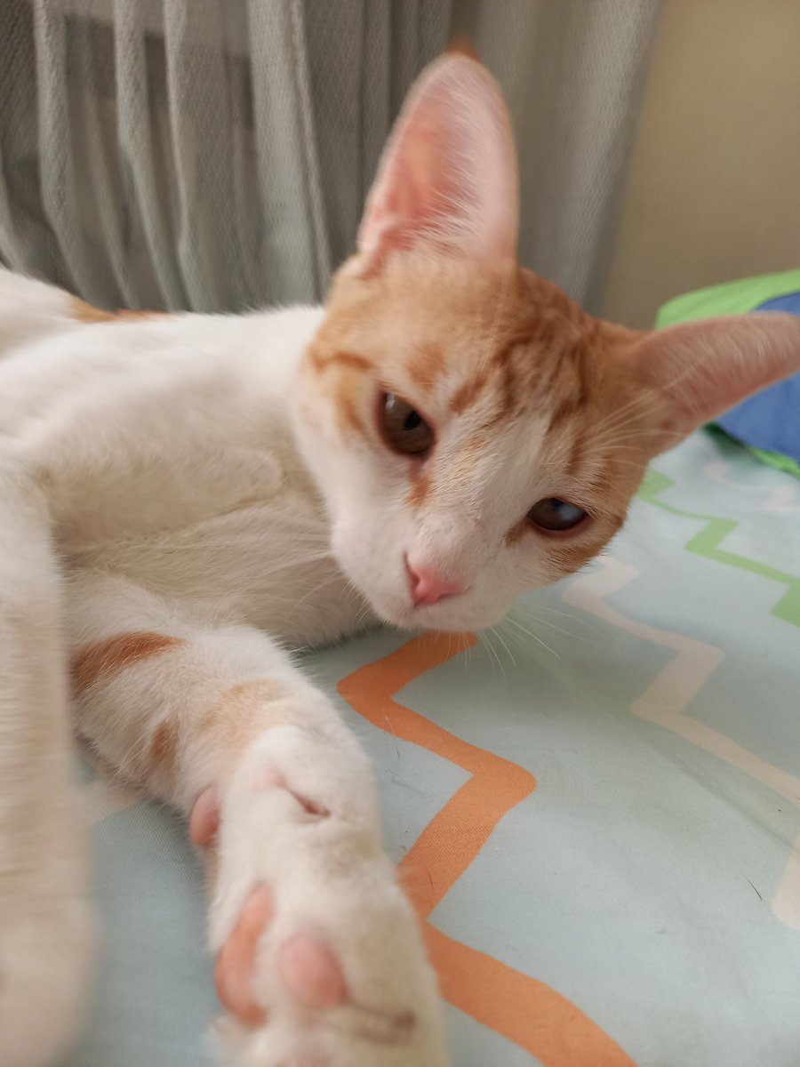 پنبه 🤍 گوشای خرگوشیمو ببینین.. دوس ندارین مامان بابام شین؟🥺
پنبه خیلی وقته منتظره بره خونه‌ی خودش #واگذاری #ریتوییت لطفا