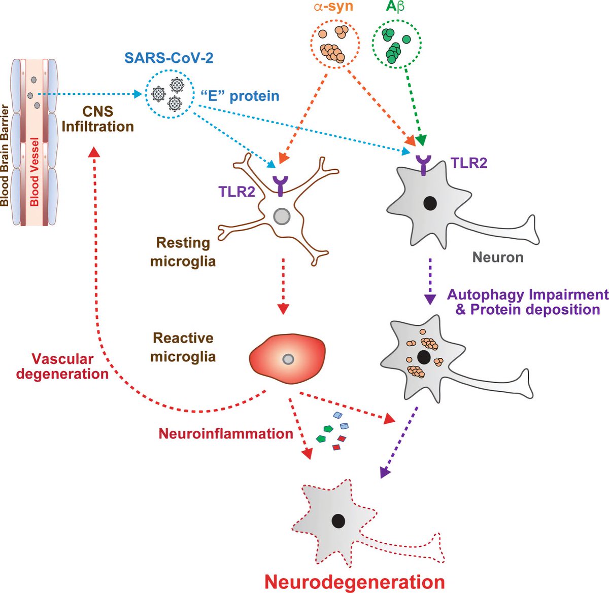8Eevert's tweet photo. #TLR2
—is an innate immune receptor that recognizes SARS-CoV-2
—plays an important role in #neurodegeneration
—may play a critical role in the response to #Covid resulting in acceleration or induction of neurodegenerative diseases
Exp Mol Med. 2022
https://t.co/qCA1CVVtJm https://t.co/5xtcb9sjvS