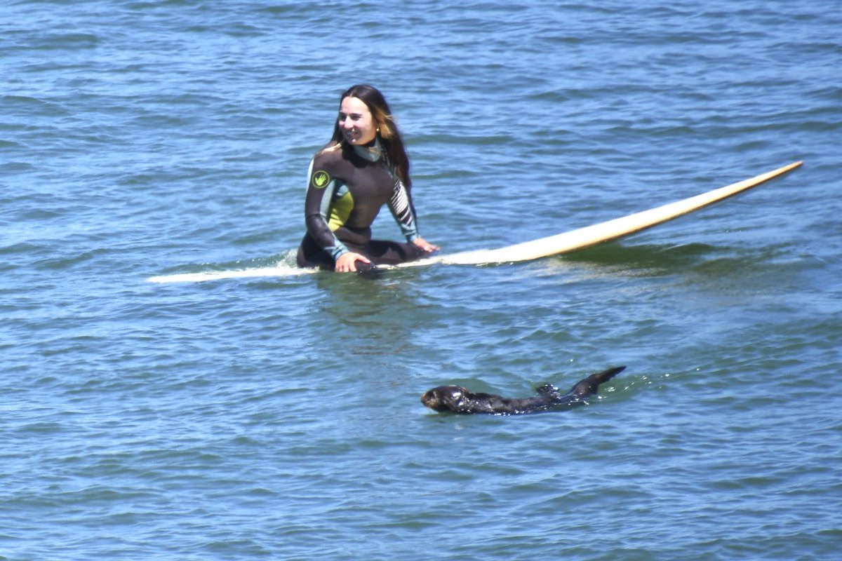 A surfing sea otter at Cowells