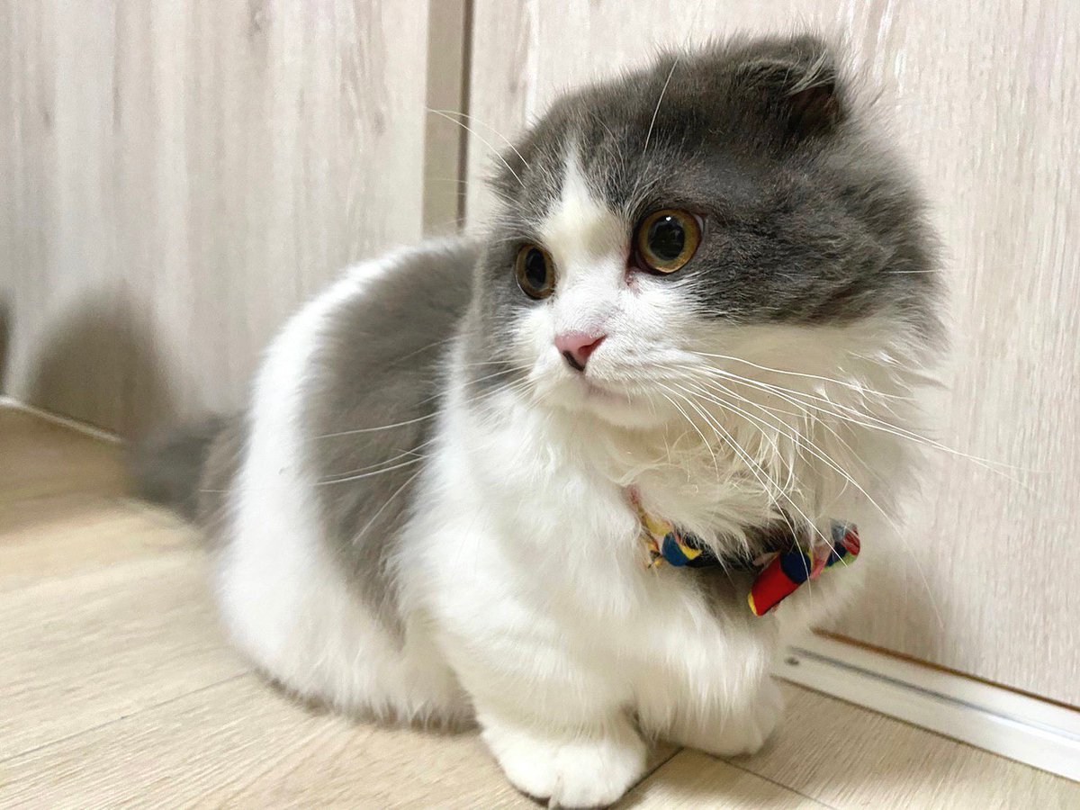 首輪ガール💕
歩くたびに控えめに鈴の音が聞こえてきてかわいいです🥰

#猫 #cat #고양이 #喵星人  #gato #chat #katze #kedi #catstagram #kitty #petstagram 
#ilovemycat #meou #ねこすたぐらむ #ふわもこ部 #ねこのいる生活