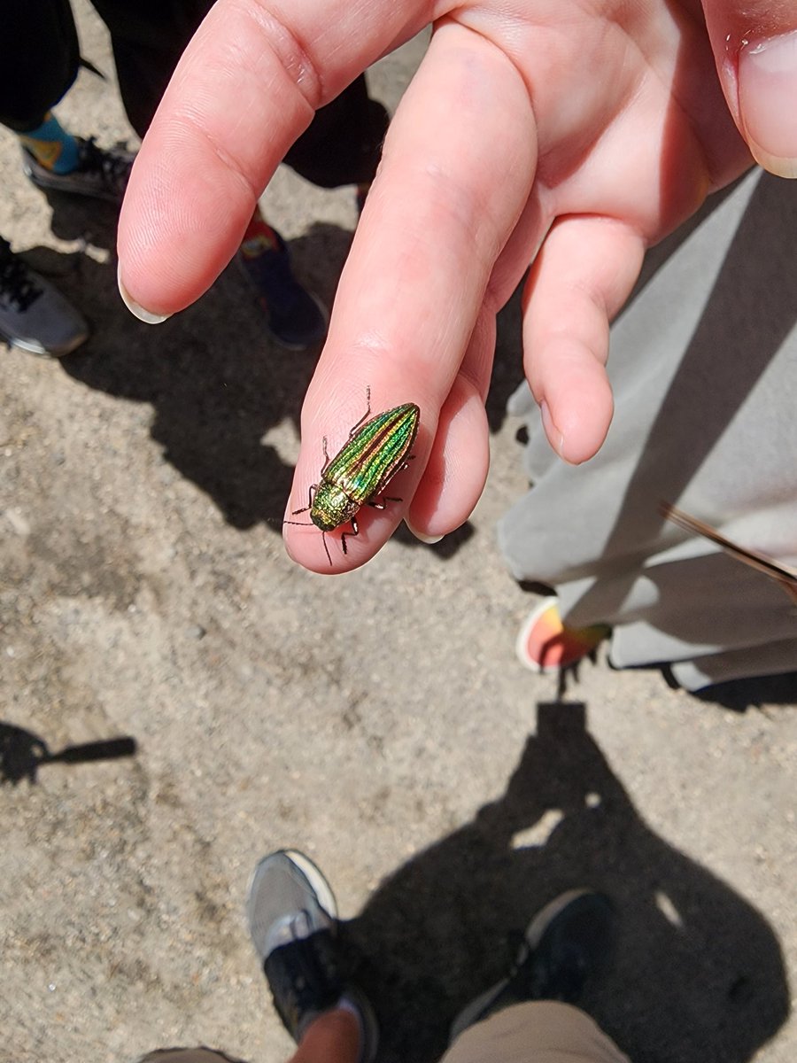 Chris Wallis tweet media