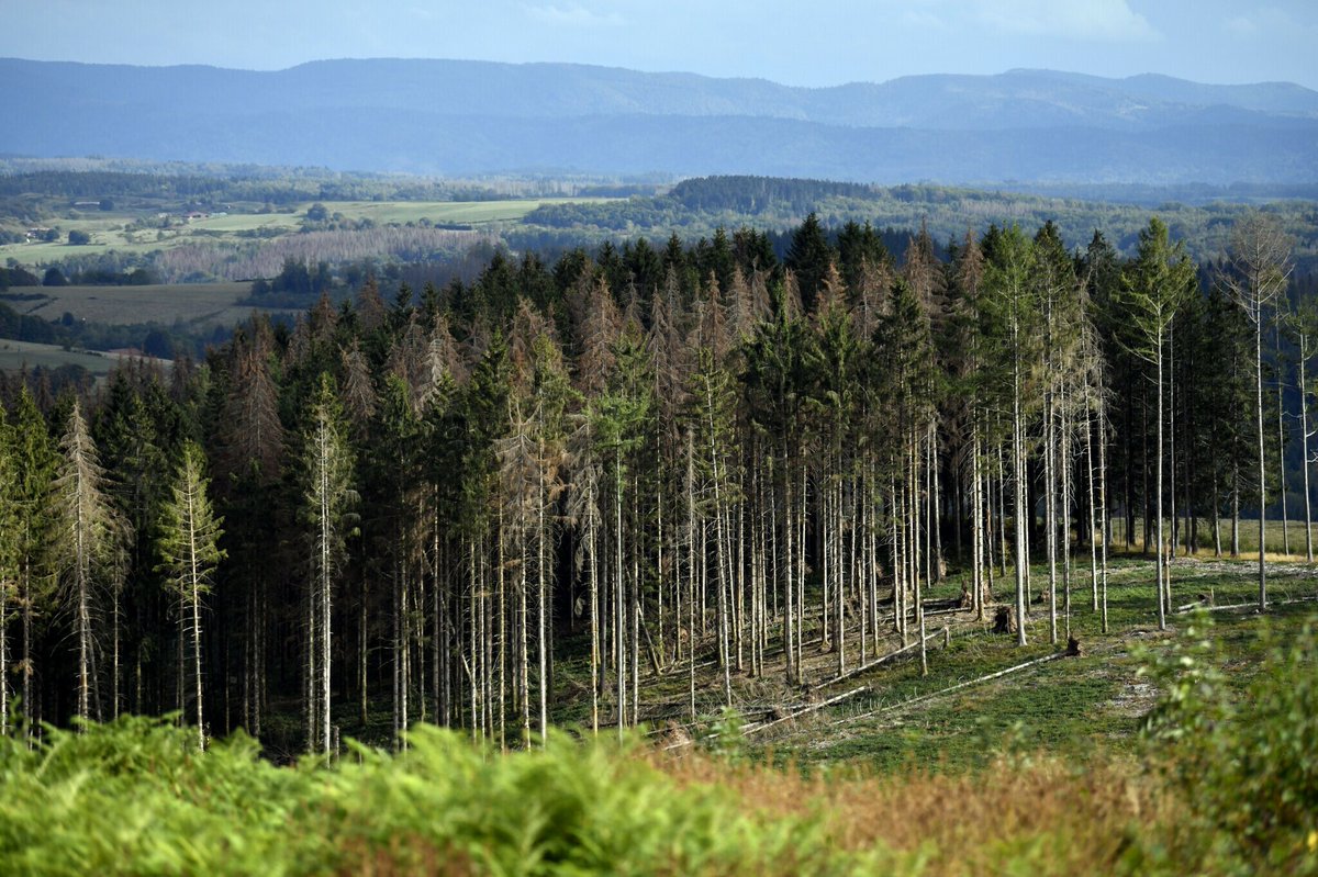 Sécheresse, scolytes, incendies : comment les #forêts du Grand Est sont devenues une "source" de #CO2 <a href="/AcadSciences/">Académie des sciences</a> <a href="/INRAE_Nancy/">INRAE Grand Est - Nancy</a> <a href="/FournierMeriem/">Meriem Fournier</a> <a href="/ONF_Officiel/">Office national des forêts</a> 
➡️ l.francebleu.fr/iCuN