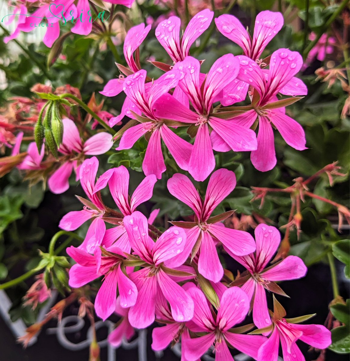sri_aru's tweet photo. Have a good start to the week.
Stay safe and healthy and happy.
#weekbegins #mondaymotivation #flowerpower #flowergram #photooftheday #shotonpixel5 #teampixel #photography #hobby #srira_clickz https://t.co/uZkxVBaH9S