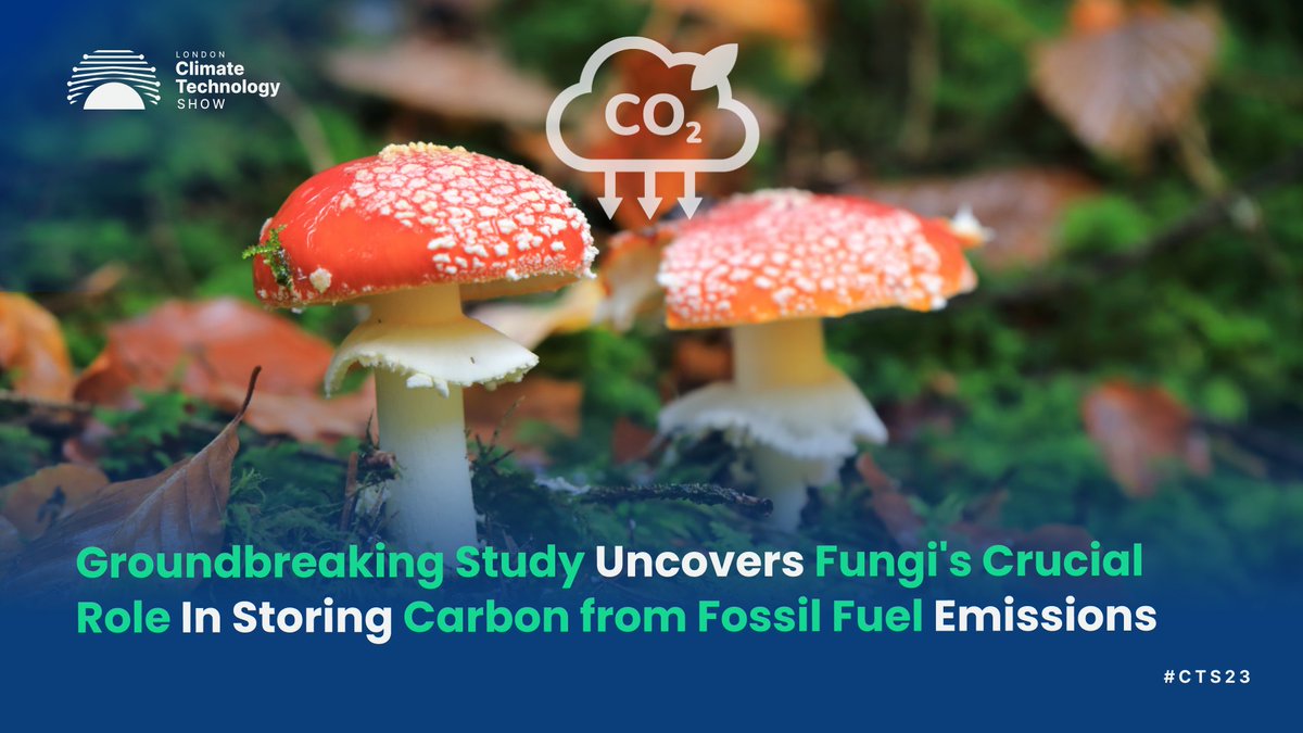 Newly conducted research reveals that the extensive network of fungi beneath our soil surface is responsible for storing more than 13 gigatons of carbon globally. 

Read more at bit.ly/3YOdeSr

#CTS23 #climatetechnology #excellondon #sustainablefuture #cleantechnology