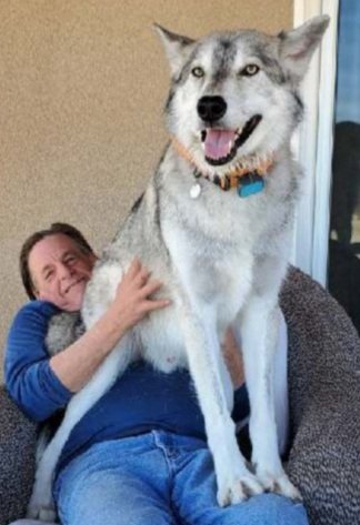 Hmmm....I'm thinking he seems bigger than the usual husky. And thinks he's a lapdog? Took many weeks for this big boy to feel comfortable with me so didn't dare spoil the moment. That's a whole lot of hybrid on my lap