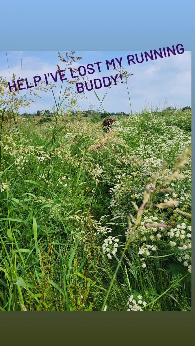WhittakerClaire's tweet photo. When the grass is taller than you on your recce of the #pendleway ended up scratched and eaten alive by horseflies π±π± #trailrunning #pwiad https://t.co/ak83tuzjKC