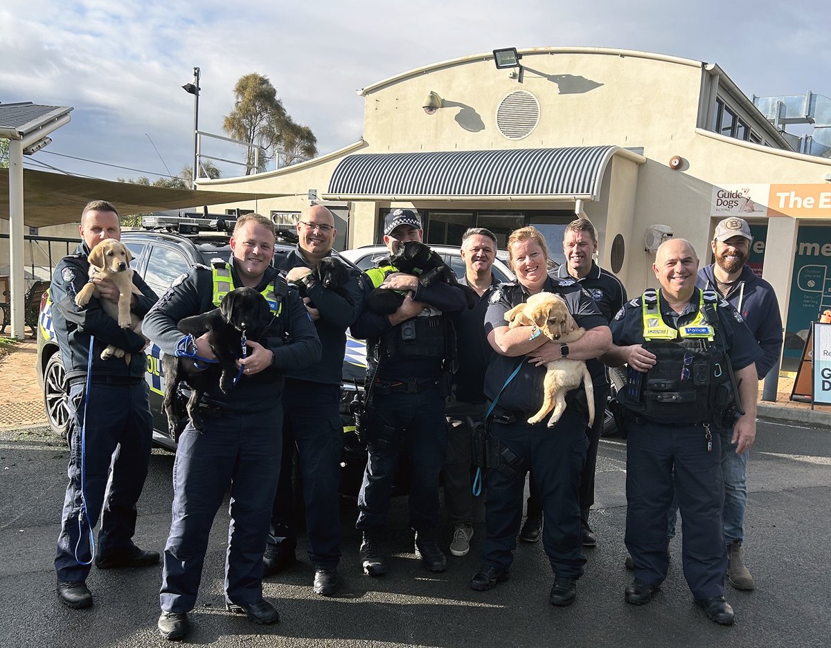OzDogLover's tweet photo. #GuideDogsVictoria #puppies offered comfort to the Victorian Highway Patrol Team this morning! 🐶👮‍♀️🤗

35 volunteer #PuppyRaisers needed across Melbourne, Bendigo, Ballarat and Geelong to help care for and raise these pups for the next year of their lives!
https://t.co/01lfsN9Ywv https://t.co/3kU8310Ai6