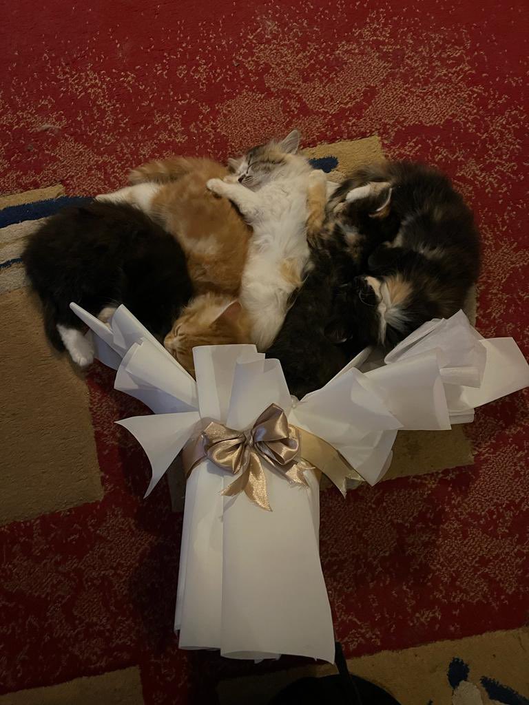 kochengfs's tweet photo. 🐈 ready kitten bouquet nya kk https://t.co/OLp7E1PA3S