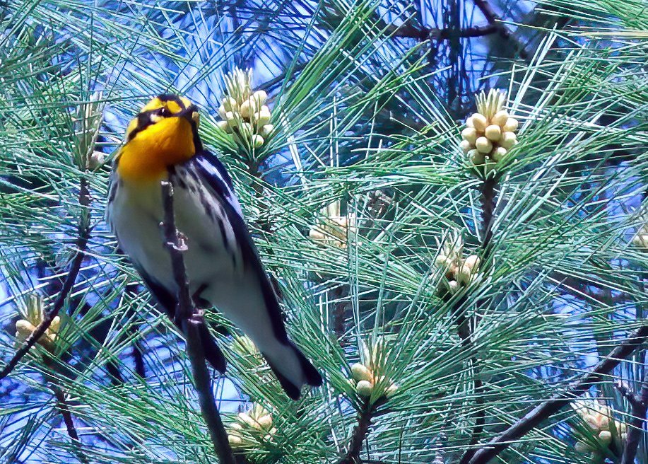 Blackburnian Warbler #Maryland #birds #birdphotography #TwitterNatureCommunity #NaturePhotography #naturelovers #BirdsOfTwitter