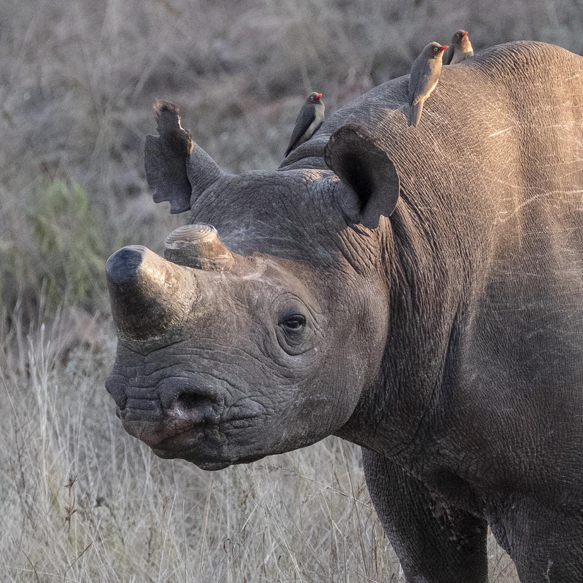 Rhinos’ horns were cut to thwart poachers. After, they didn’t go out much.

#Animals #Extinction #Rhinos #RhinoHorns #Poaching #SocialNetworks #BlackRhinos 

nytimes.com/2023/06/12/cli… @nytimes