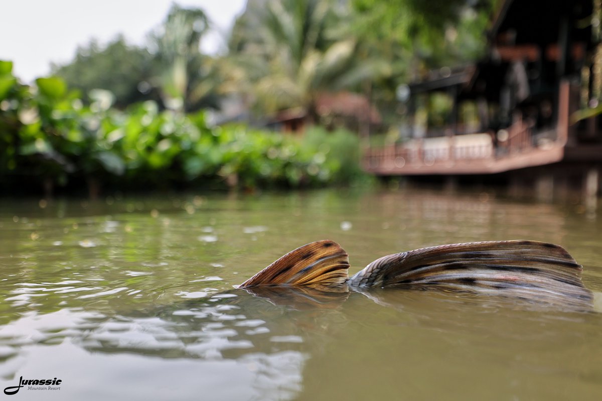 FishJurassic's tweet photo. Tom has a close encounter with Mr. Snappy.
https://t.co/lhDzXTwJ02
enquiries@jurassicfishingthailand.com
#JurassicMountainFishingPark #Fish #AlligatorGar #AtractosteusSpatula #Fishing #Angling #CarpAngling #PredatorAngling #AnglingAdventure #FishingThailand #FishingAsia https://t.co/JcM1LUQ1zA