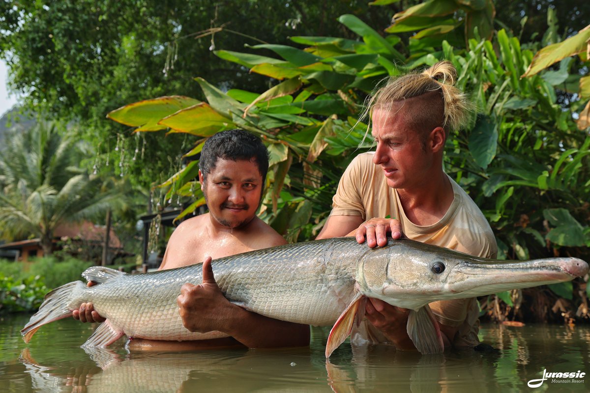 FishJurassic's tweet photo. Tom has a close encounter with Mr. Snappy.
https://t.co/lhDzXTwJ02
enquiries@jurassicfishingthailand.com
#JurassicMountainFishingPark #Fish #AlligatorGar #AtractosteusSpatula #Fishing #Angling #CarpAngling #PredatorAngling #AnglingAdventure #FishingThailand #FishingAsia https://t.co/JcM1LUQ1zA