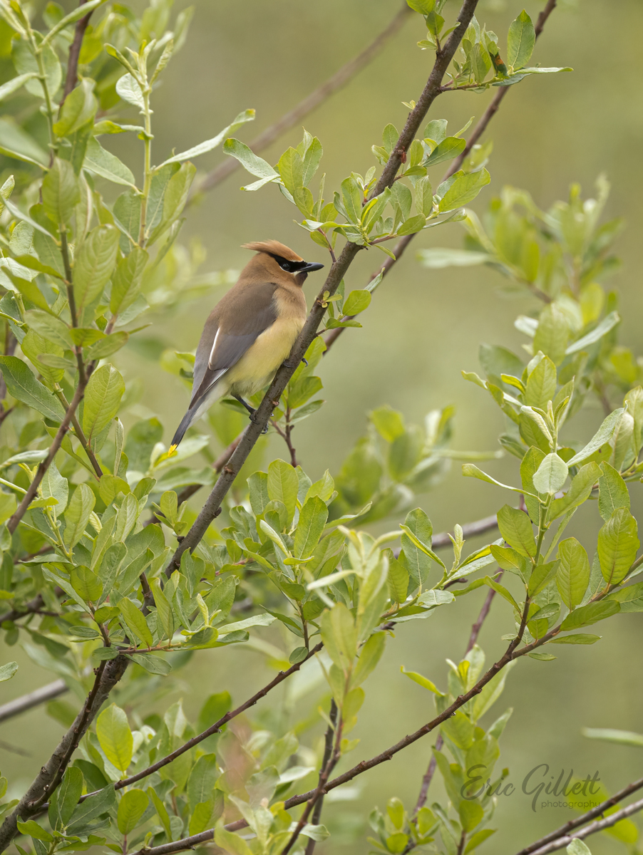 Elegant Cedar Waxwing taking a rest while looking for berries. 😊

#birdwatching 
#birdphotography