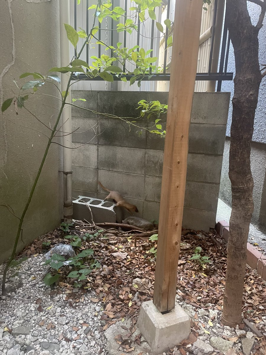 Rkun_NEXUS's tweet photo. めっちゃこっち見てたけど撮る瞬間に動きよった😇 https://t.co/1jBtpPaWNu