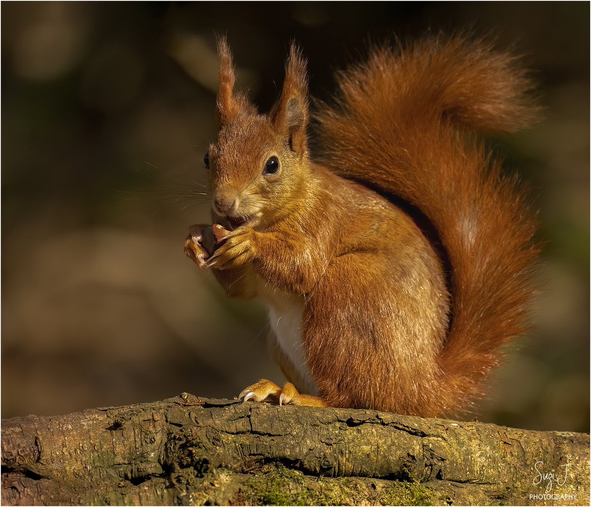 A tasty treat!! 
#RedSquirrel @VisitAnglesey

#wildlifephotography #squirrelwatching #Squirrel #naturelovers #jessopsmoment @Natures_Voice #nature @WildlifeMag @ThePhotoHour @Britnatureguide @RedSquirrelsinW @RedSquirrelsNE @rsquirrelstrust @OurSquirrels  #TwitterNatureCommunity