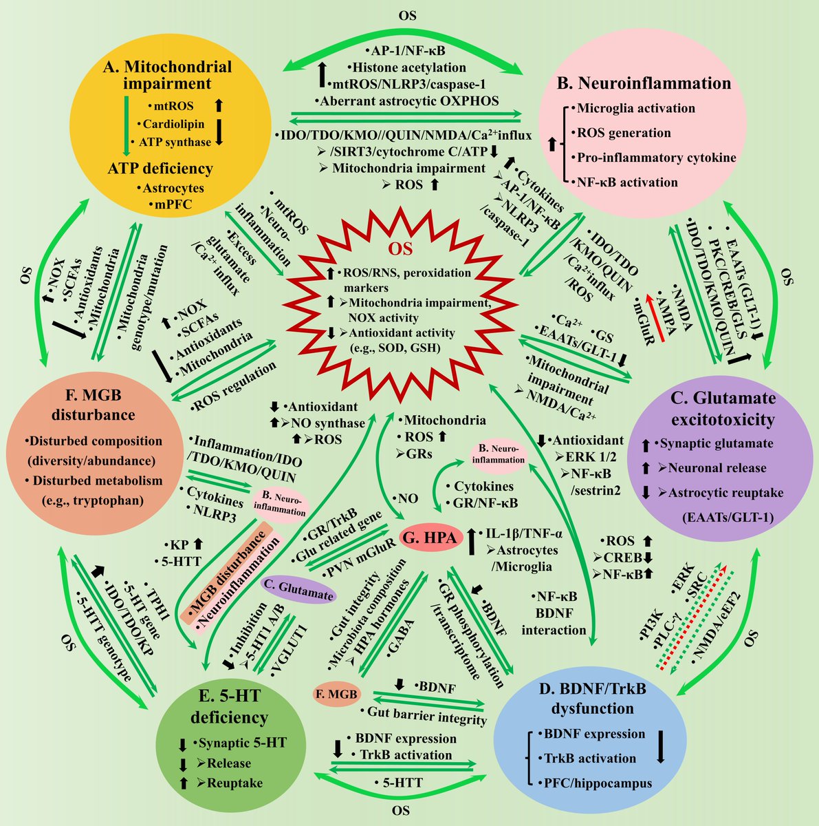 Oxidative Stress causes #depression through inducing

(A) Mitochondrial impairment
(B) Nuroinflammation
(C) Glutamate excitotoxicity 
(D) BDNF/TrkB dysfunction
(E) 5-HT deficiency in the brain
(F) MGB disturbance
(G) HPA axis dysregulation
#mentalhealth