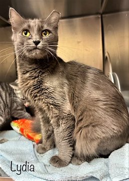 Check out gorgeous grey/blue kitty 'Lydia' ID 645473 at the #CobbCounty shelter in #MariettaGA This sweet young thing would be a good fit in any home so if local adopt! If not, pledges will insure a good outcome! (Ear-tipped but not feral)! URGENT! 🙏facebook.com/photo/?fbid=62……