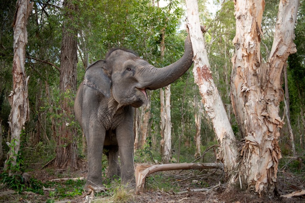 Sending you elephant smiles from this very happy girl. 🥰 #AustraliaZoo