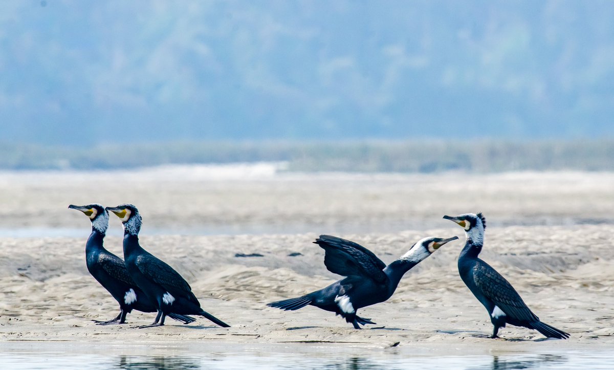Great cormorants

#BirdsOfTwitter #birds #natgeoindia #IndiAves #wildbird #wildbirdtrust #sanctuaryasia #natureinfocus