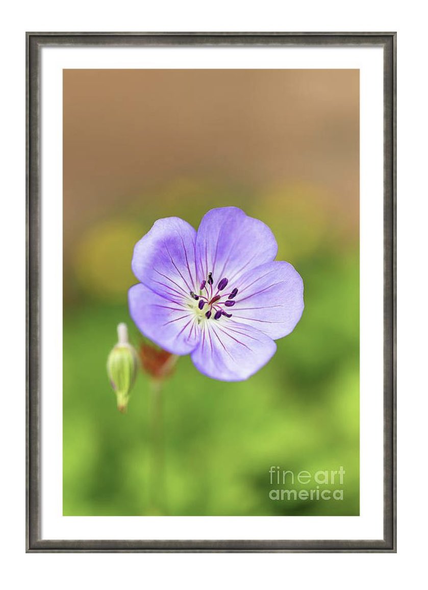 Closeup photograph of a purple Geranium Azure Rush flower.