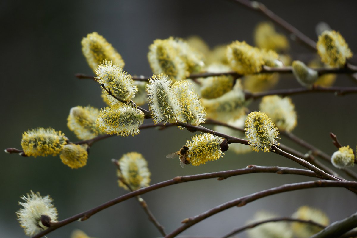 Because they’re often covered in soft fur, CATKINS take their name from a Dutch word, ‘katteken’, literally meaning ‘kitten’.