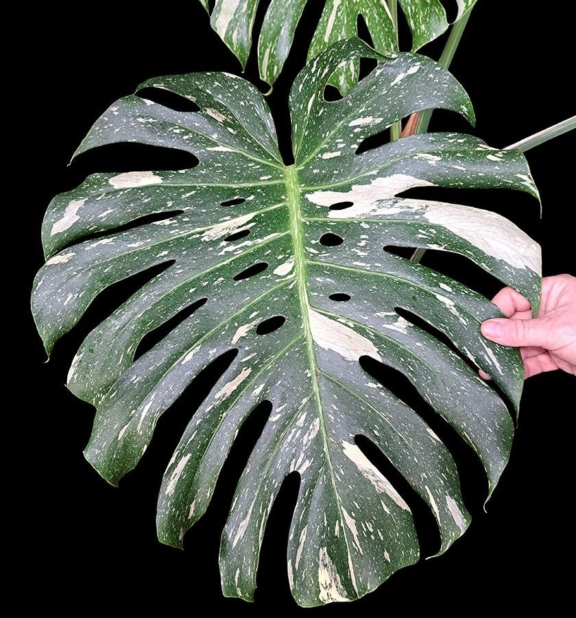 MikeHowlettPFT's tweet photo. New plants and much more exciting news! https://t.co/LjMxwFDWC5 https://t.co/b22GPGcaQ1