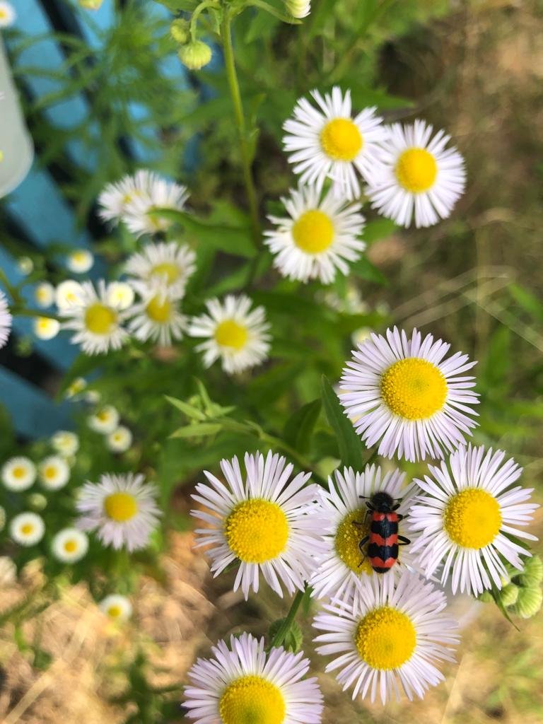 Na przeważającym obszarze kraju pogoda będzie korzystnie wpływać na organizm człowieka.

W Polsce zachodniej początkowo korzystne warunki biometeorologiczne, wraz z zwiększaniem się obciążenia organizmu człowieka gorącem, będą stopniowo pogarszały się do niekorzystnych.

#IMGW