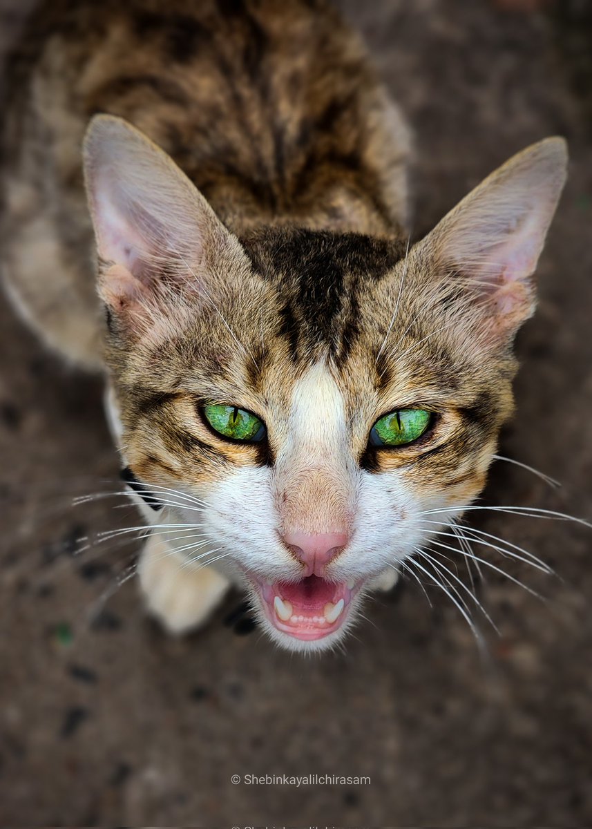 ShebinSam13's tweet image. 😼
#Shotonmyphone