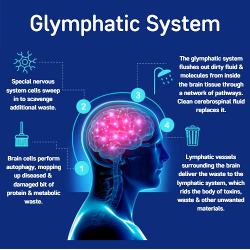 @drpraveenpsy Sleeping for less than required time is actually Linked to Alzheimer's and many other neurodegenerative diseases , when we sleep the glymphatic system in the body gets activated and clears the toxic metabolites and misfolded proteins, Hence sleep is vital :)