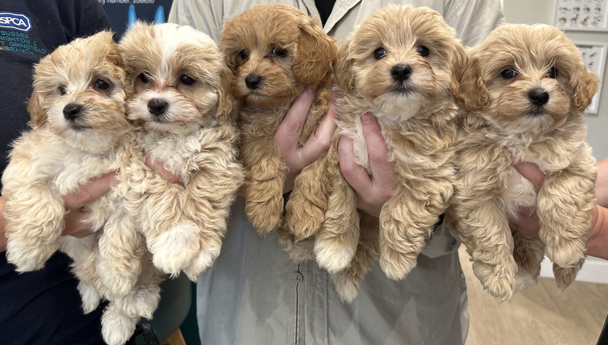 Ridiculously cute pups this morning at @RSPCA_Frontline in Brighton - the charity has just released its ‘animal kindness index’ 🐶 🐶 🐶 🐶 🐶