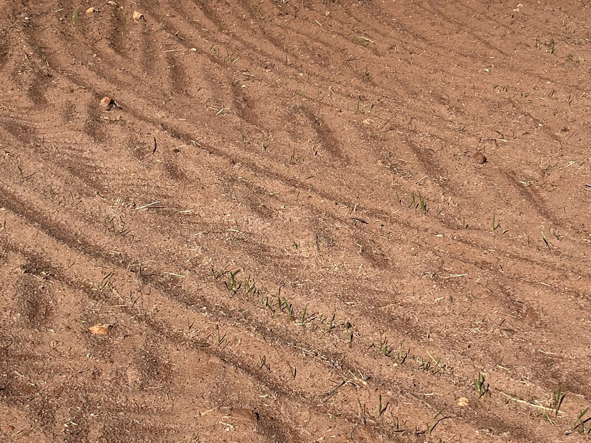 <a href="/callydupe/">Cally Dupe</a> 🌾Not to flash in the NAG yet. Hopefully 🤞 raining 🌧️ soon.