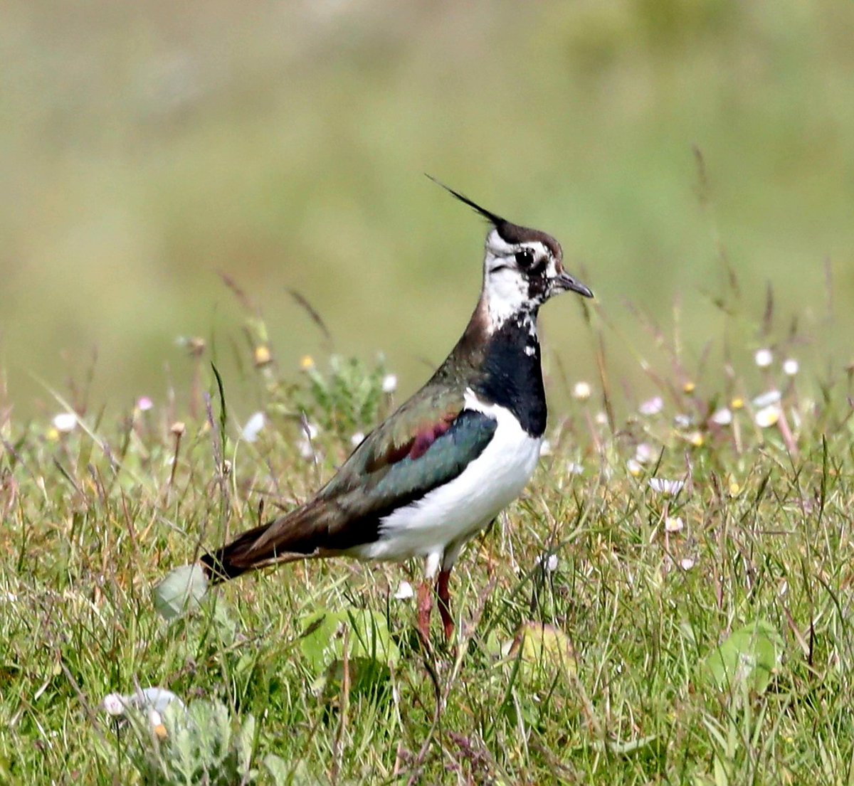 🤎 Lapwing 🤎
#lapwing #BirdsSeenIn2023 @Britnatureguide #ThePhotoHour #birdphotography #NaturePhotography #wildlifephotography  #TwitterNatureCommunity #birdwatching #naturelovers #birdlovers #channel169 #Belgium