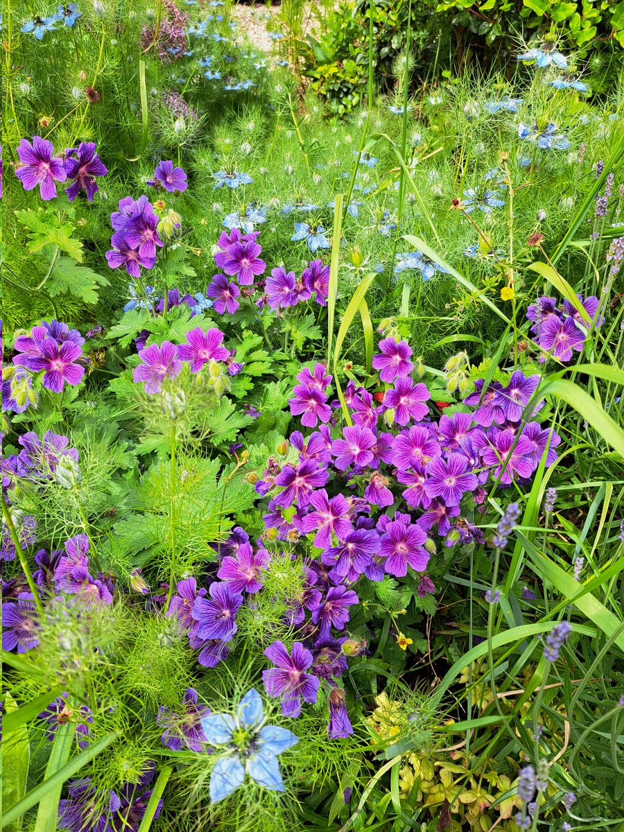 Geranium and Nigella still looking super.   Have a good Monday folks. #mygarden #flowerpower #GardeningTwitter #gardening #garden