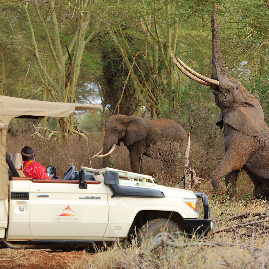 finchhattons's tweet photo. Game drives are part and parcel of any Safari trip.
Your Place | Your People | Your Kenya
30 Years of Timeless Safari
https://t.co/kipDoYR8GD
π· Stevie Mann
#finchhattons #safari #nature #wildlife #picoftheday #tourism #wildlifephotography #travelphotography #fh30 https://t.co/56zZragFI0