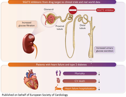 SGLT2 inhibitors in heart failure and type 2 diabetes: from efficacy in trials towards effectiveness in the real world bit.ly/3X1CyVc @escardio #EHJ #ESCYoung @ehj_ed @rladeiraslopes