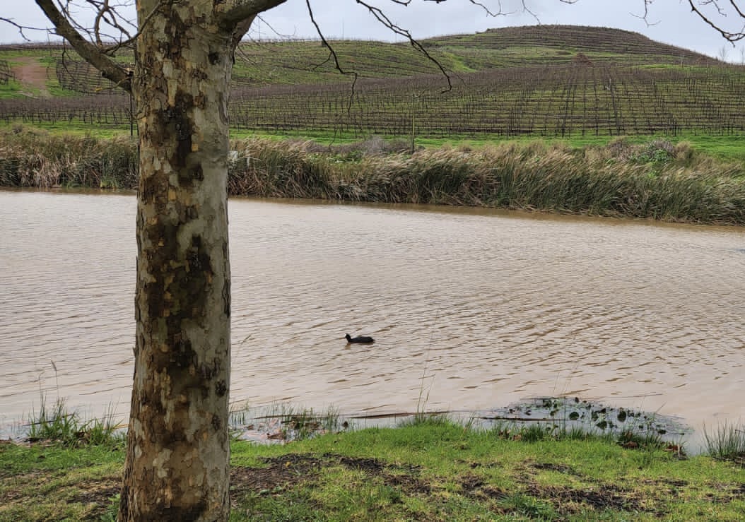 winesofelgin (@winesofelgin) on Twitter photo Rain-soaked scene from the magnificent <a href="/PaulWallaceWine/">Paul Wallace Wines</a>, a true Cape winter we are most definitely having!
#winesofelgin #elginmagic #elgin #southafrica #coolclimate #CoolClimateWines Rain-soaked scene from the magnificent <a href="/PaulWallaceWine/">Paul Wallace Wines</a>, a true Cape winter we are most definitely having!
#winesofelgin #elginmagic #elgin #southafrica #coolclimate #CoolClimateWines
