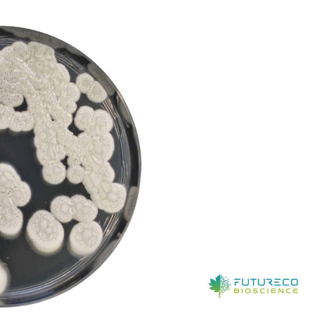 FuturecoBiosci's tweet photo. Introducing strain FB91_H, a remarkable saprophytic fungus that enhances soil fertility and biodiversity. Could it be the future key ingredient for #SoilHealth products? 

📌 Find out more: https://t.co/XbfkYxSdrv 

#FuturecoScience #SoilRegenerator #SustainableAgriculture https://t.co/DDnCZ05UCi
