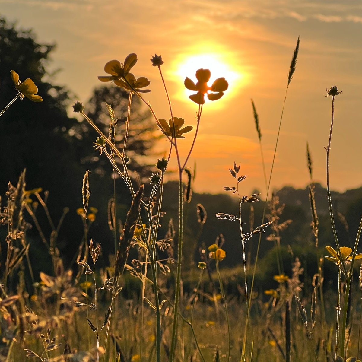 The brightest buttercup in the meadow. ☀️ Esther Lenthall took this photo at Hadlow Down, East Sussex, and it is our #PhotoOfTheDay 📸