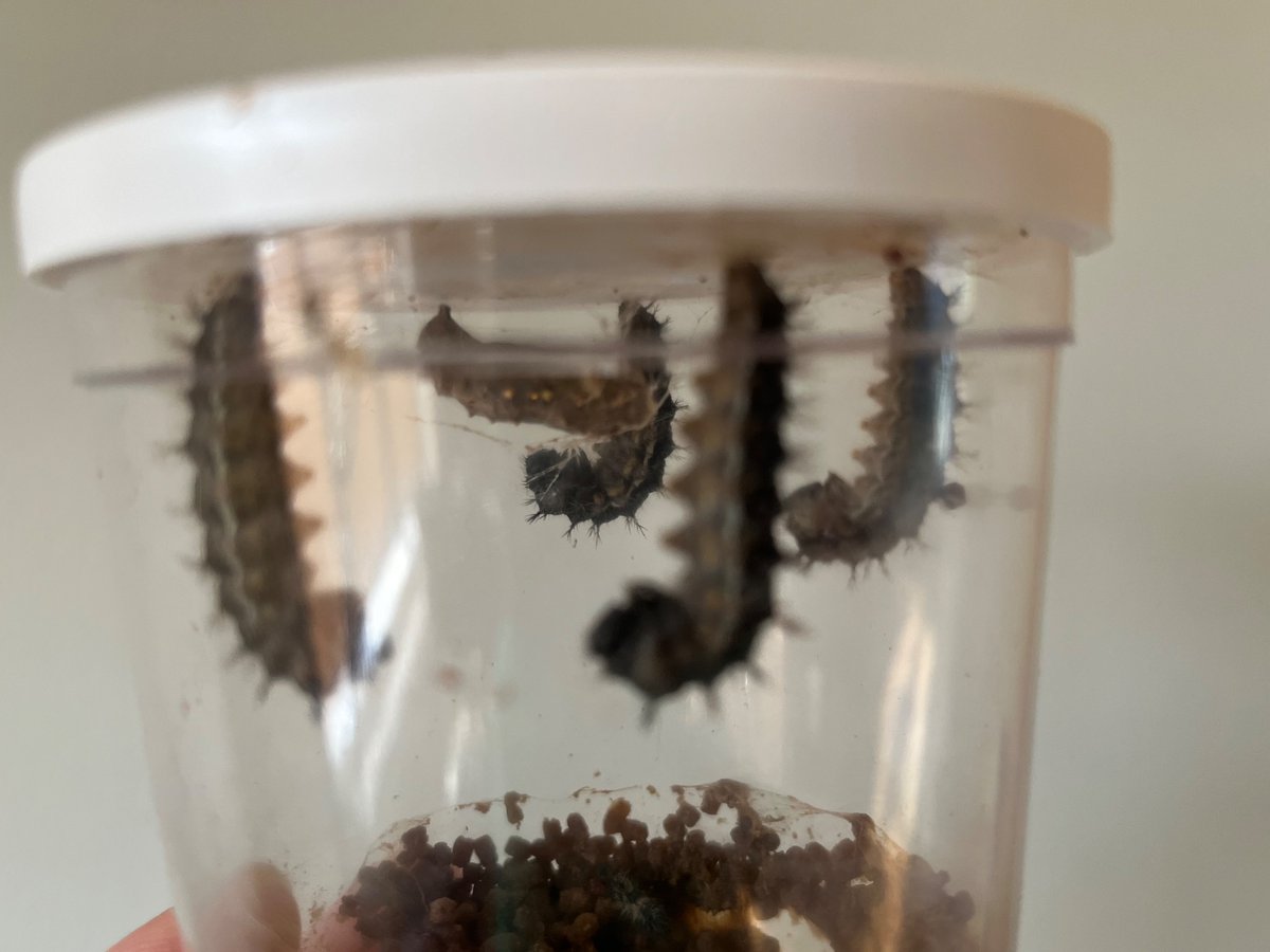 DSJ_Reception's tweet photo. We have all our caterpillars  this morning cocooning! How exciting 🦋🦋🦋🦋🦋 https://t.co/OtQLwWh7pF