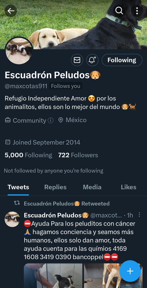 Buda_AJL's tweet photo. @IvanNavaMx @Plu2Desampara2 @Alina_Gag @AdogtaMiauMx @FundacionToby podrían apoyar a a informar a la gente sobre esta cuenta que intenta estafar a la gente para que done a ayudar perritos? Esta cuenta es solo fraude y usan fotos de otros rescatistas y asociaciones: https://t.co/VaC4tYMKK7