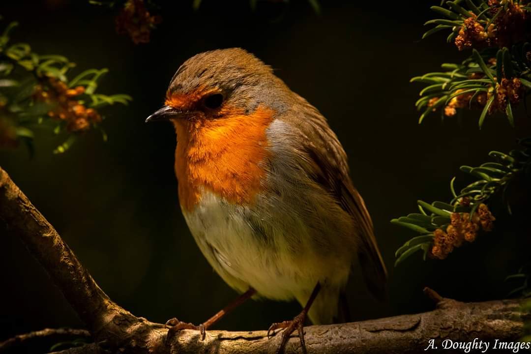 The orchard holds it's #breath
The maddening of spring retreated
Wood pigeon calls in lethargy
A blackbird chimes invisibly
Rooks chuckle 'neath a spine of cloud
Elders glow wedding dress white
A solemn orison for the solstice

#vss365